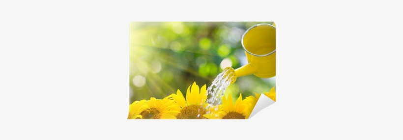 Regar Las Plantas Por La Mañana, transparent png