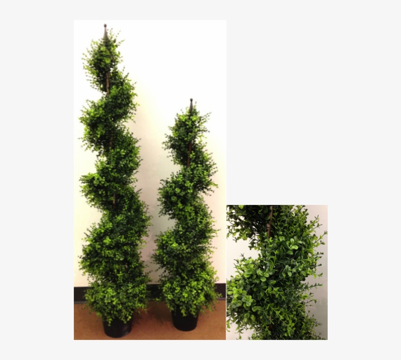Eucalyptus Spiral Topiary - Fortune Silks Inc., transparent png