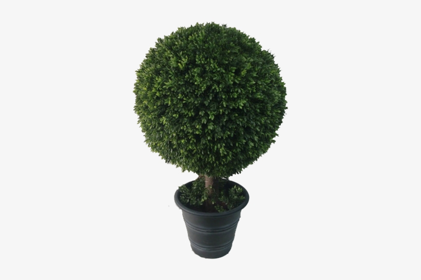 Boxwood Topiary - Sageretia Theezans, transparent png