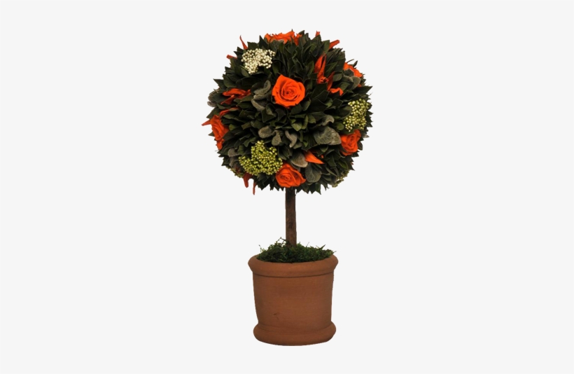 Topiary Orange - Chrysanths, transparent png