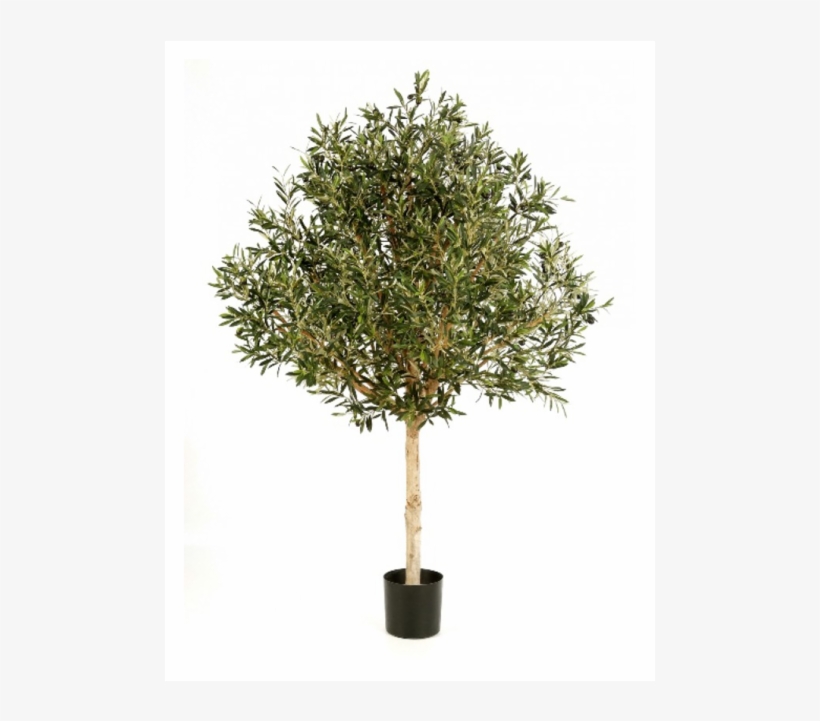 Olijfboom Topiary, 180cm - Artificial Olive Tree Outdoor, transparent png