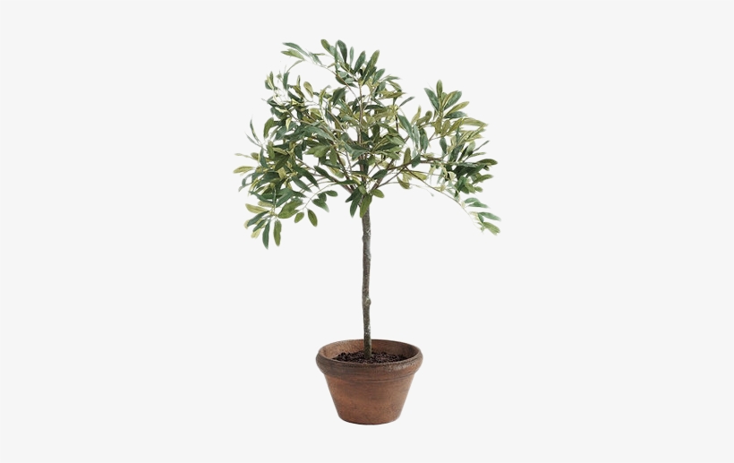 Olive, transparent png