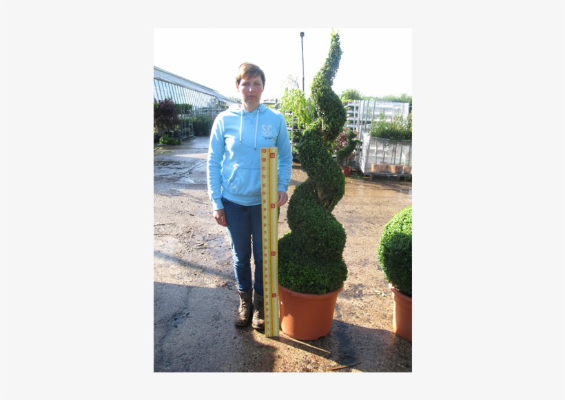Buxus Sempervirens Spiral 2mtr - Buxus Spiral, transparent png