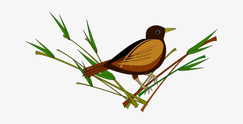 Sparrow Bird Animal Sparrow Sparrow Sparro - Sparrow, transparent png