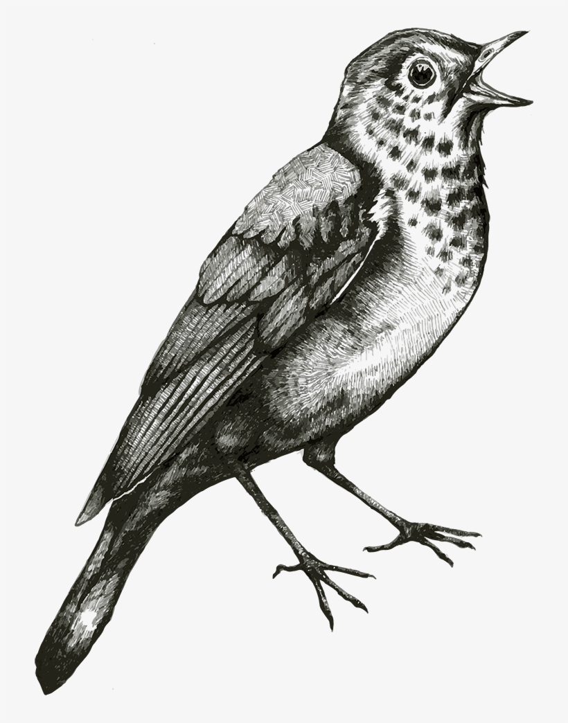 Book, transparent png