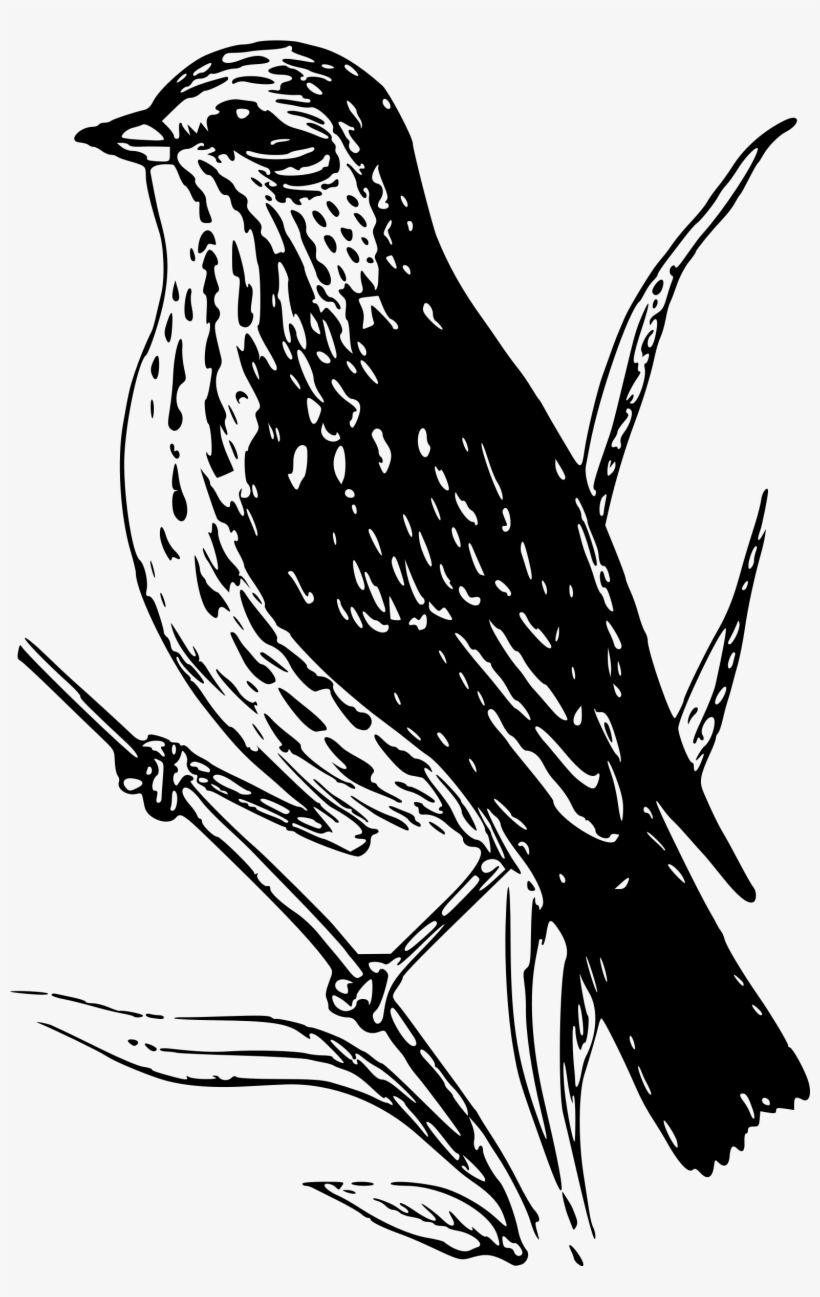 This Free Icons Png Design Of Baird Sparrow, transparent png