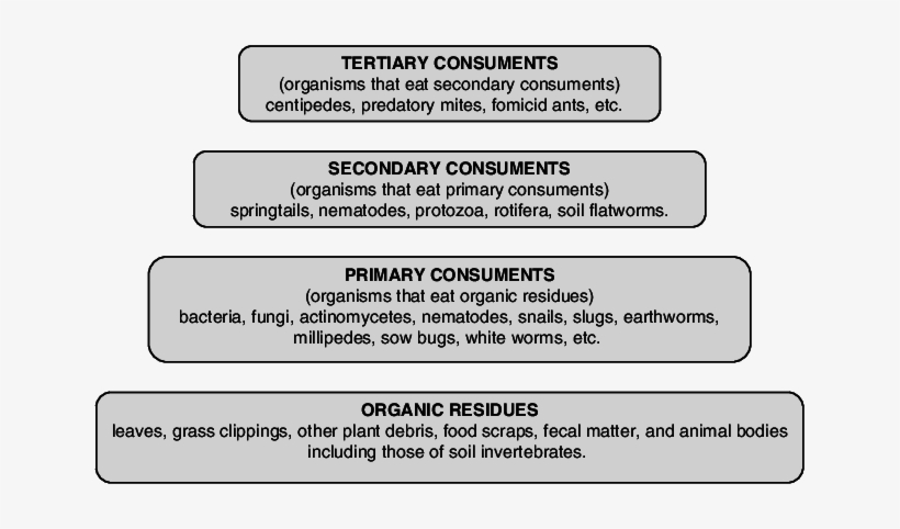 Food Pyramid In The Compost - Food, transparent png