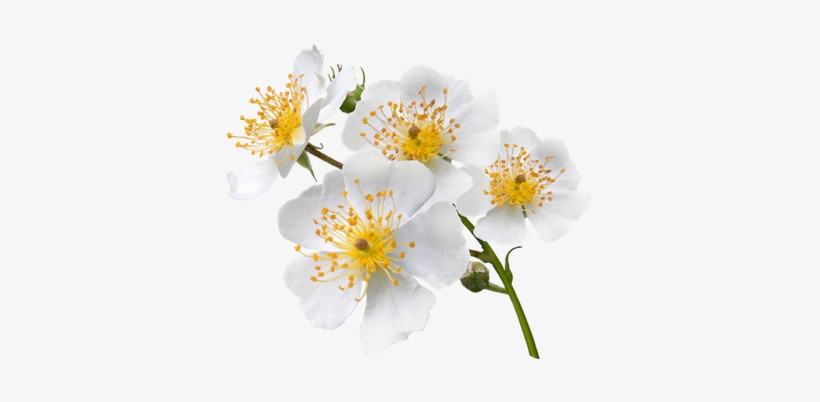 Japanese Wild Rose, transparent png