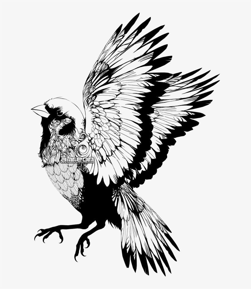 Captain Jack Sparrow - Sparrows Drawing, transparent png