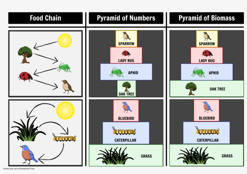 Pyramid Of Number And Biomass - Graphic Design, transparent png
