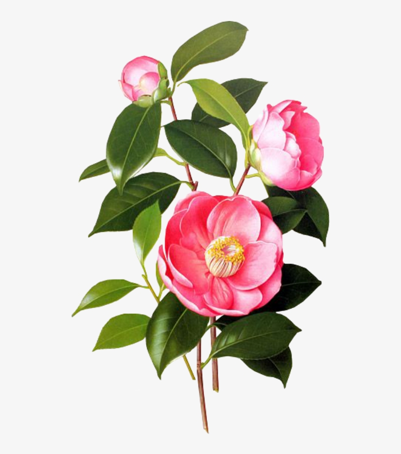 Flower Pink Spring Png Overlay Free Kpopedit Edits - Blossom Jeju 2 Step Petal Mask, transparent png