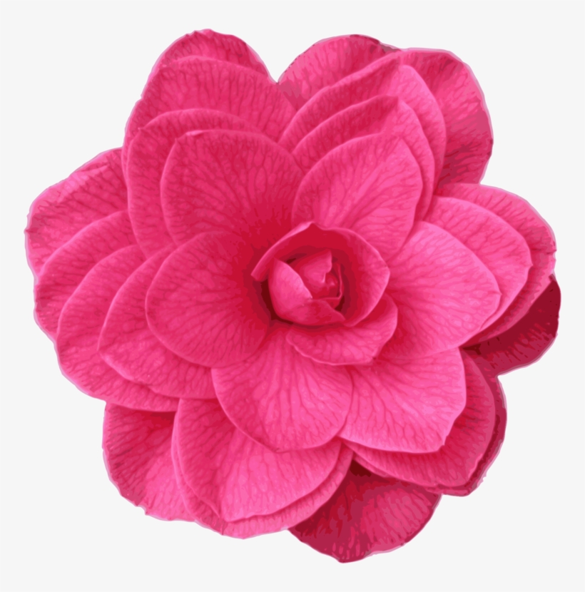 Japanese Camellia Garden Roses Pink Computer Icons - Camelia Icon, transparent png
