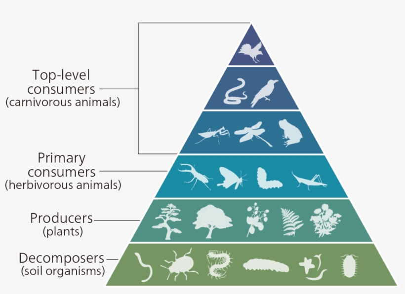 Maslow's Hierarchy Of Needs Infographic, transparent png