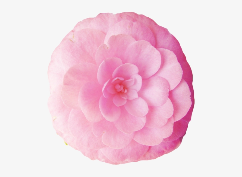 Graphic Free Library The Flower Tumblr Thank You To - Japanese Camellia, transparent png