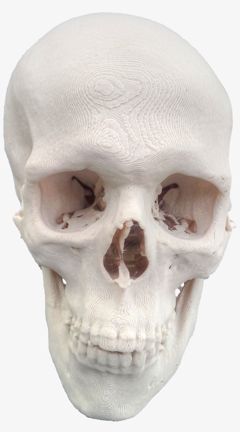 3dprinted Skull 20151124090811 - Creative Commons, transparent png