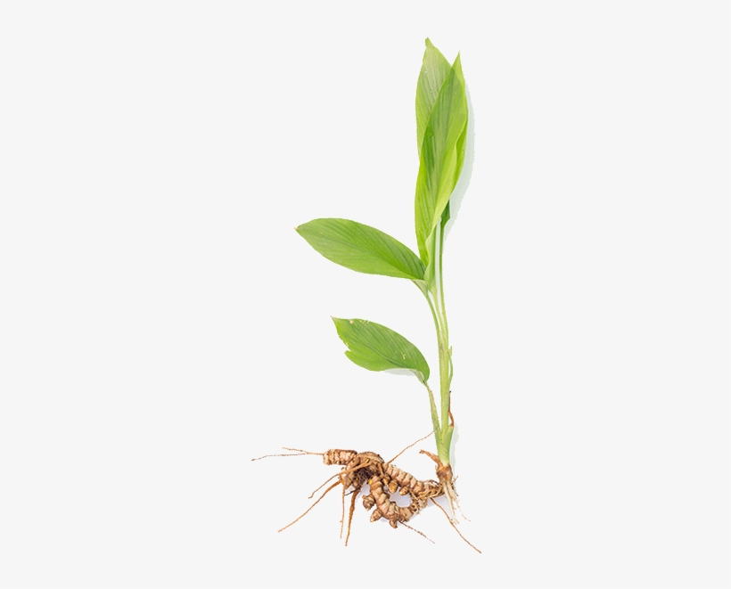 Research Has Proven That Using Turmeric As A Food Seasoning - Turmeric Plant Png, transparent png