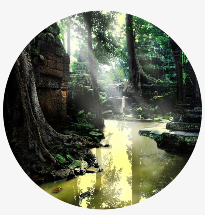 Eternal Swamp - Mooie Foto's Van De Natuur, transparent png