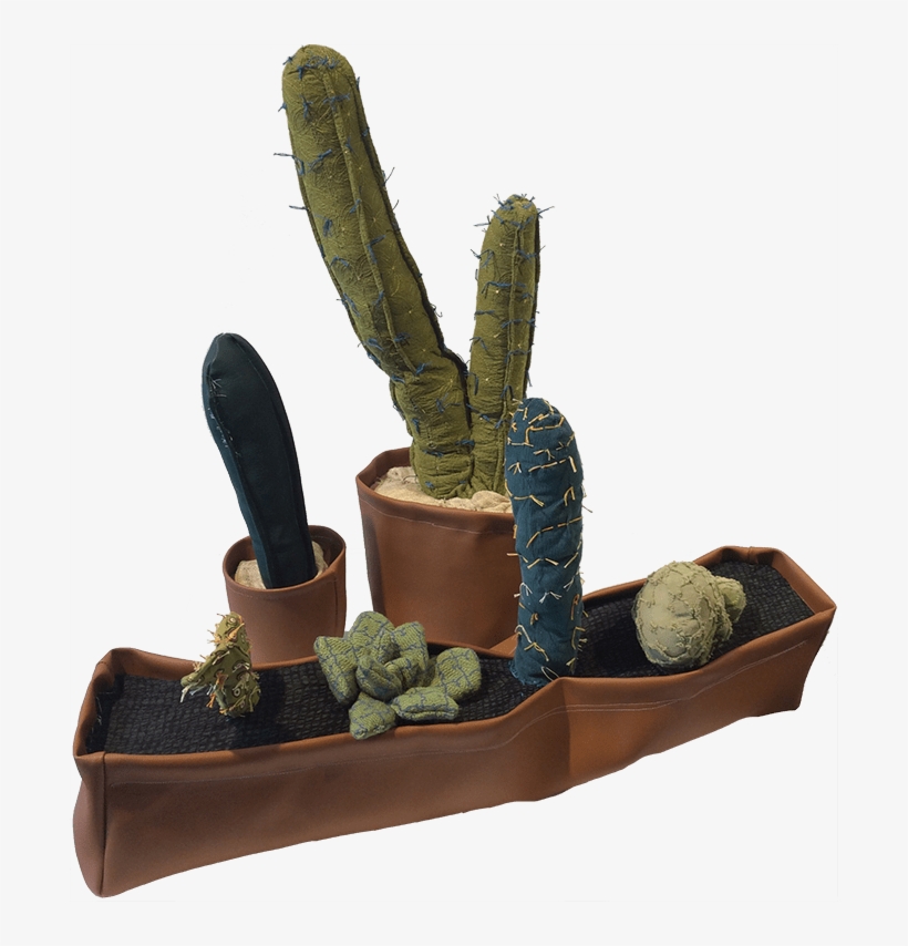 Cacti - « - Hedgehog Cactus, transparent png