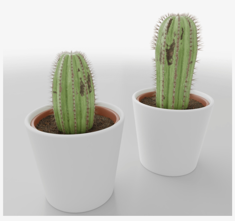 Home - San Pedro Cactus, transparent png