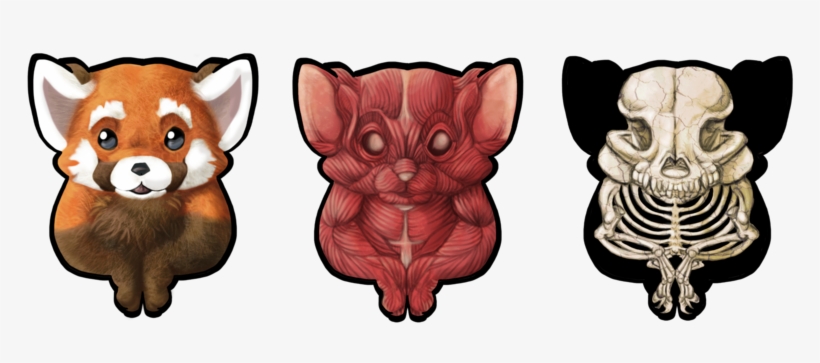 Png Being Correct By Meteor On Deviantart Meteorpanda - Red Panda Anatomy, transparent png