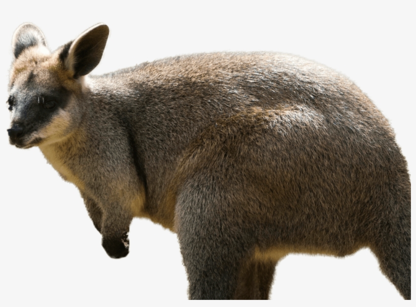 Northern Swamp Wallaby Featured Min - Wallaby Png, transparent png