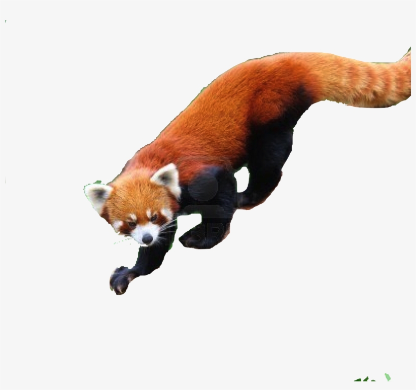 Save Red Panda - Glogster, transparent png