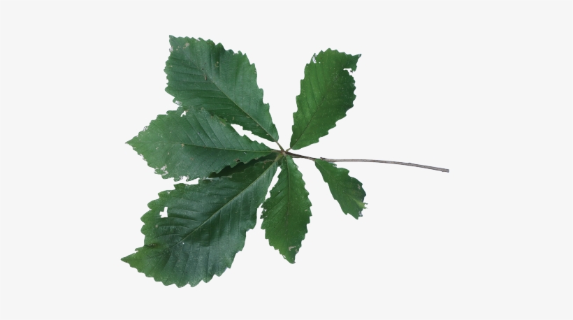Chestnut Oak Leaves, transparent png