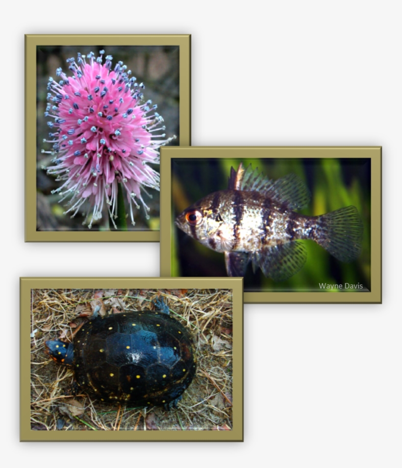 Swamp Pink, Black-banded Sunfish, Spotted Turtle - Black Banded Sunfish, transparent png