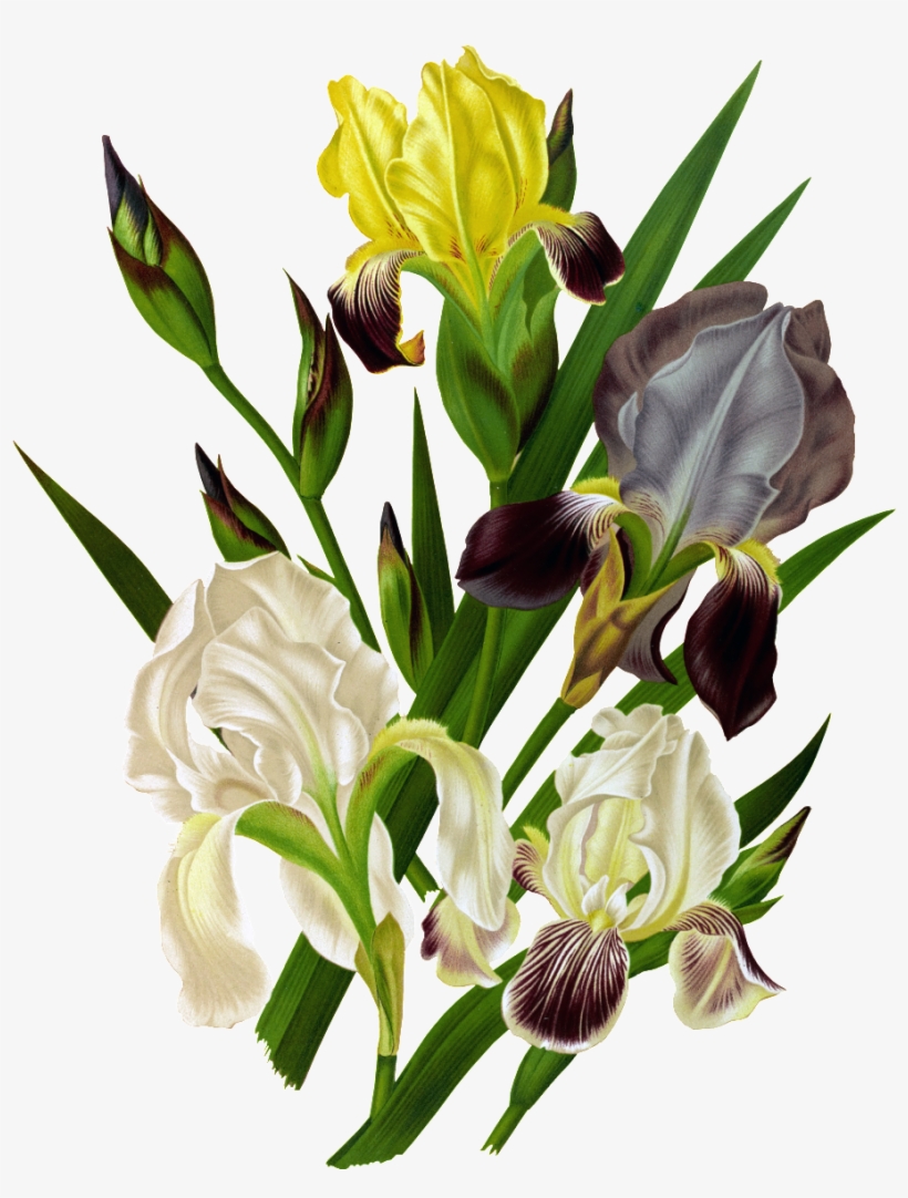 Hd White Orchid Png Element Design - Posterazzi Haarlems Flora 1872 Iris Germanica Canvas, transparent png