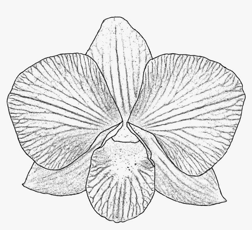 28 Collection Of Orchid Drawing Png - Free Orchid Line Art Black And White, transparent png