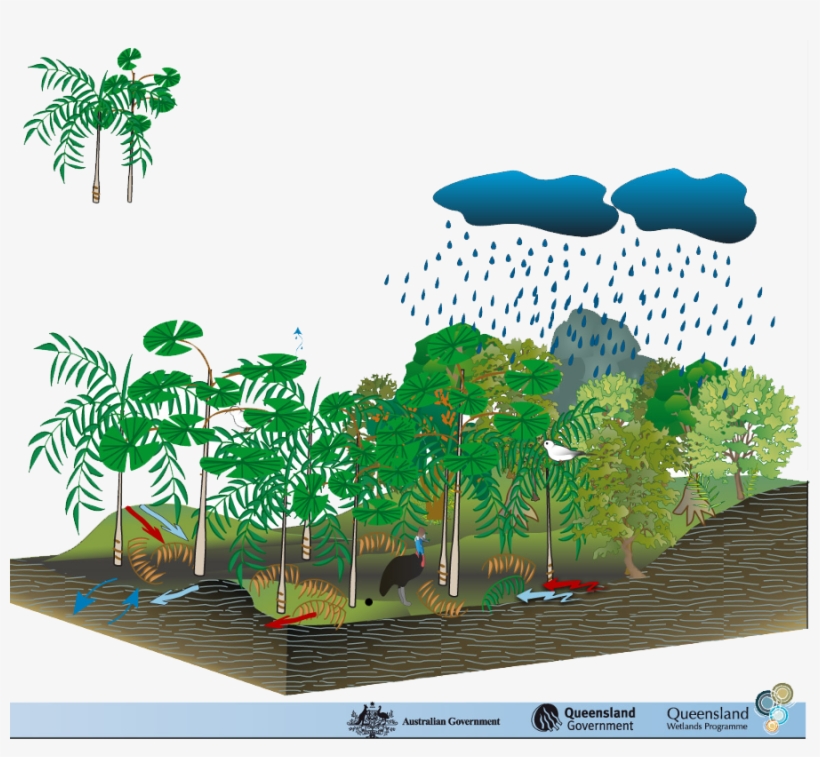 Coastal And Subcoastal Tree Swamp Palm - Protection Of Environment Model, transparent png
