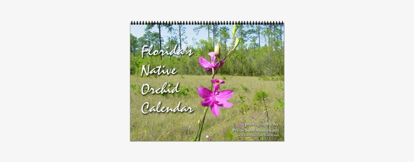 Finally, We Have Our Second Ever Calendar Release, - Native Florida Orchids, transparent png