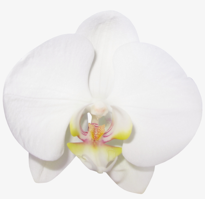 Large Transparent Vanilla Orchid Clipart - Phalaenopsis Sanderiana, transparent png