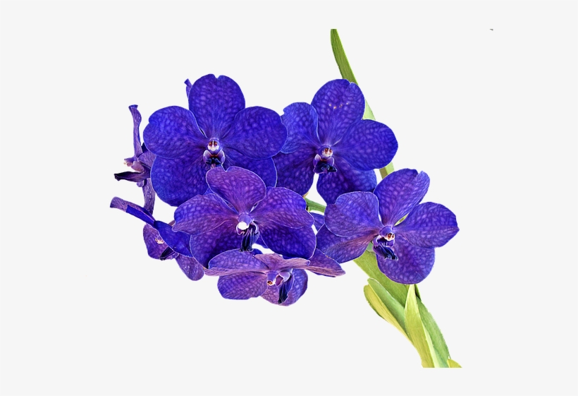 Purple Orcihd Png, transparent png