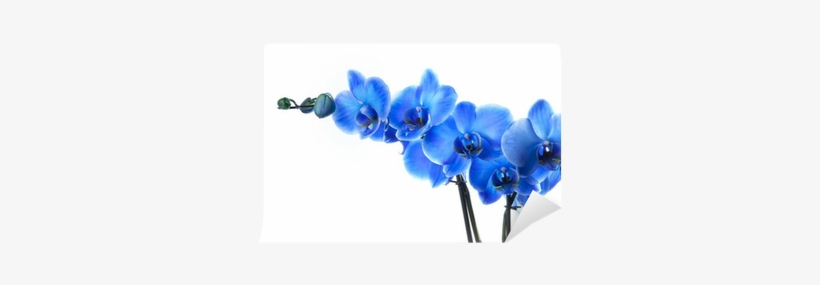 Blue Orchid Png Download - Set Of 5pcs Canvas Wall Door Art Painting Picture Poster, transparent png