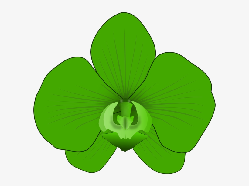 How To Set Use Green Orchid Clipart, transparent png
