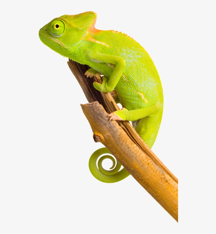 Chameleon Png Image - Хамелеон Пнг, transparent png