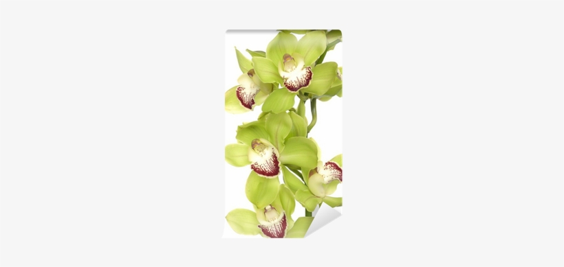 Texture Background Of Fresh Green Phalaenopsis Orchid - Orchids, transparent png