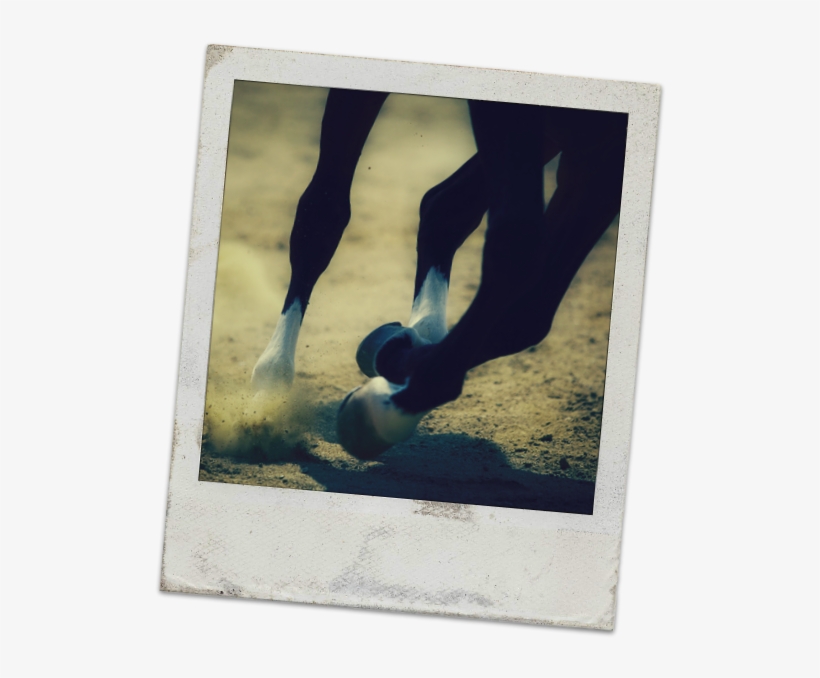 Race-poloroid - Horse Galloping, transparent png