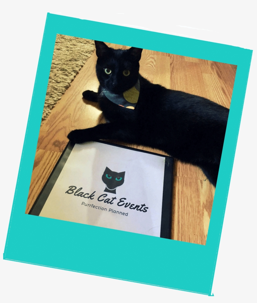 Hi There - Black Cat, transparent png