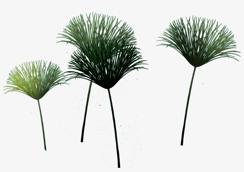 Papyrus Copy - Sabal Minor, transparent png