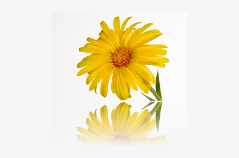 Reservations Now Been Taken Tel - Dimorphotheca Sinuata, transparent png