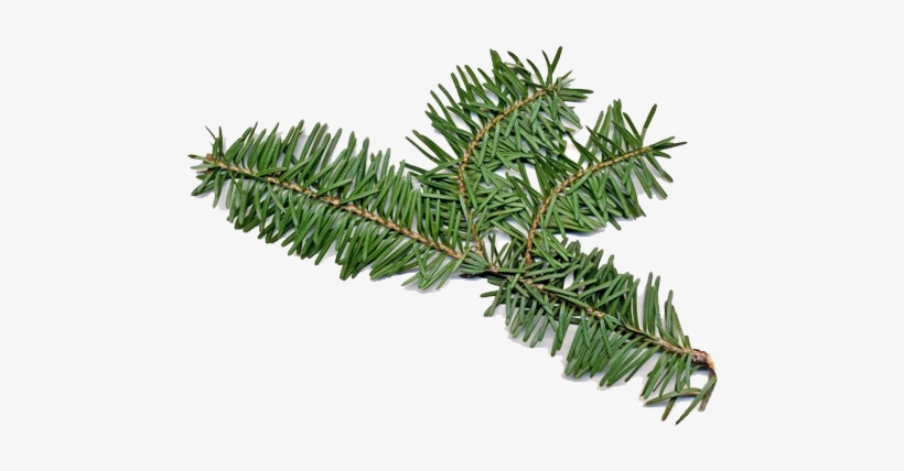 Balsam Fir Has Both Male And Female Flowers On The - Fir Balsam Essential Oil, transparent png
