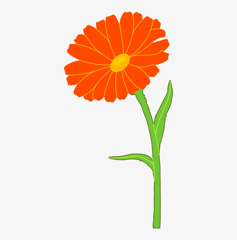 English Marigold Mexican Marigold Annual Plant Flower - Marigold Clipart, transparent png