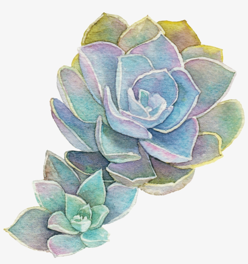 Natural Support For All Your Pregnancy Needs - Succulent Plant, transparent png