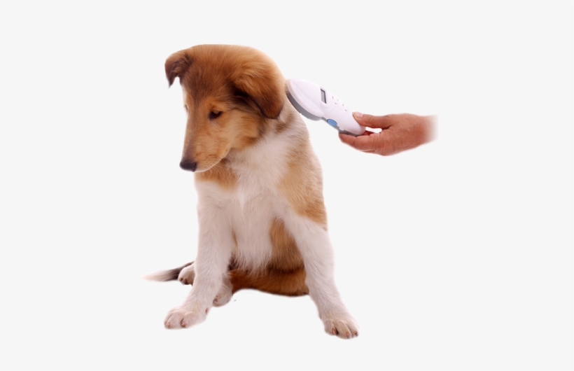 A Microchip Pet Lookup Allows For A Lost Pet To Be - Pet Microchipping, transparent png