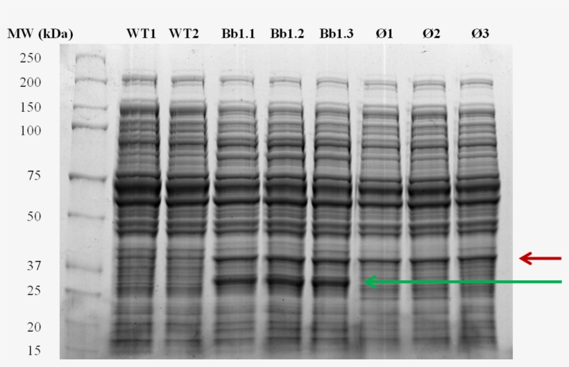 Figure - E Coli Total Protein Sds Page, transparent png