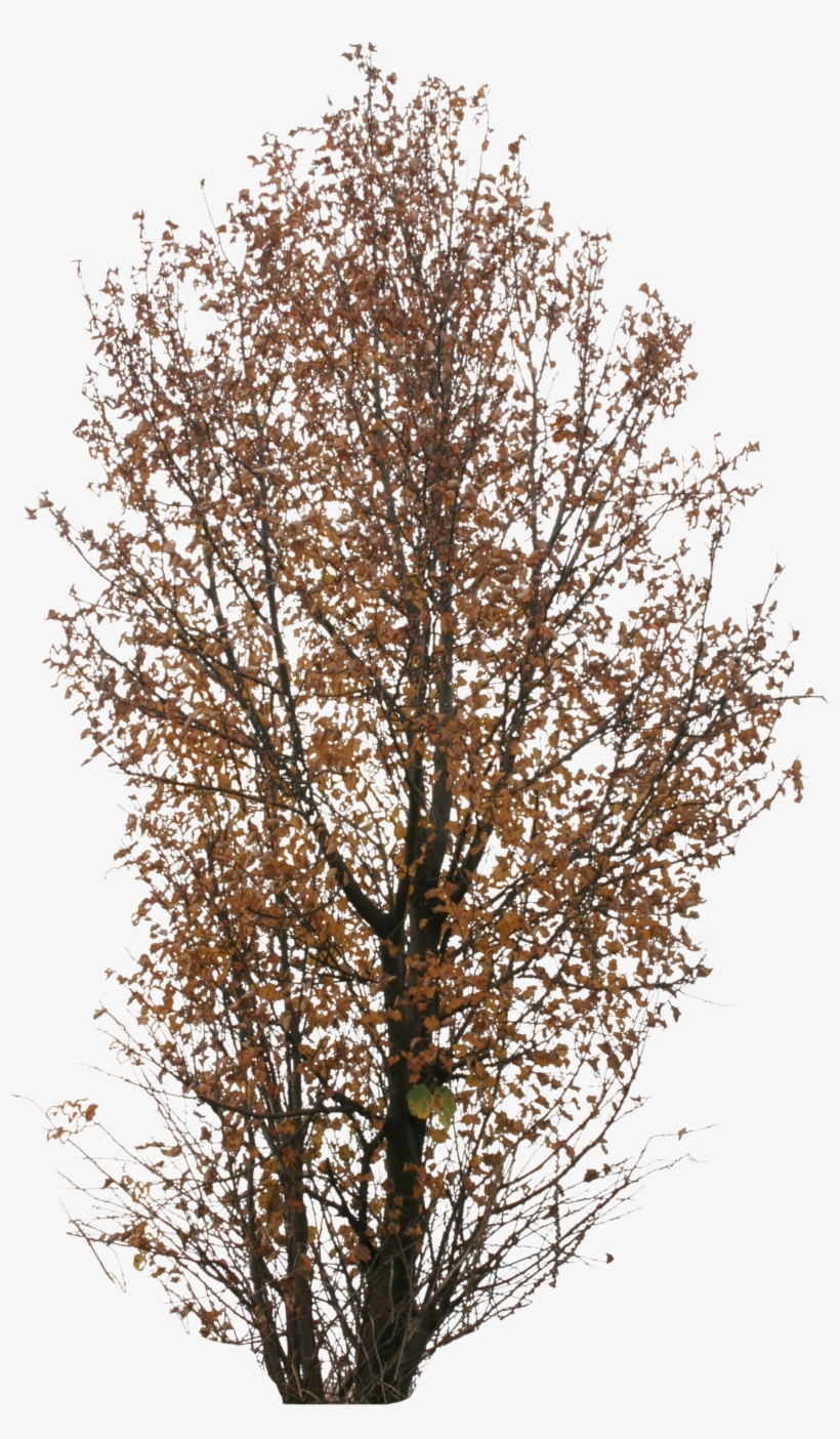 Autumn Trees Png, transparent png