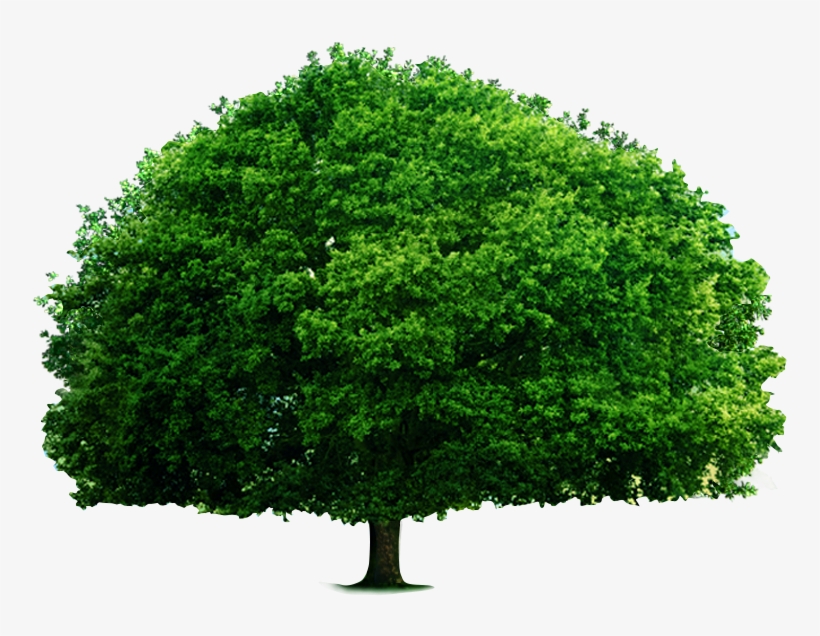 The Green Big Tree - Textbook Of Environmental Studies, transparent png