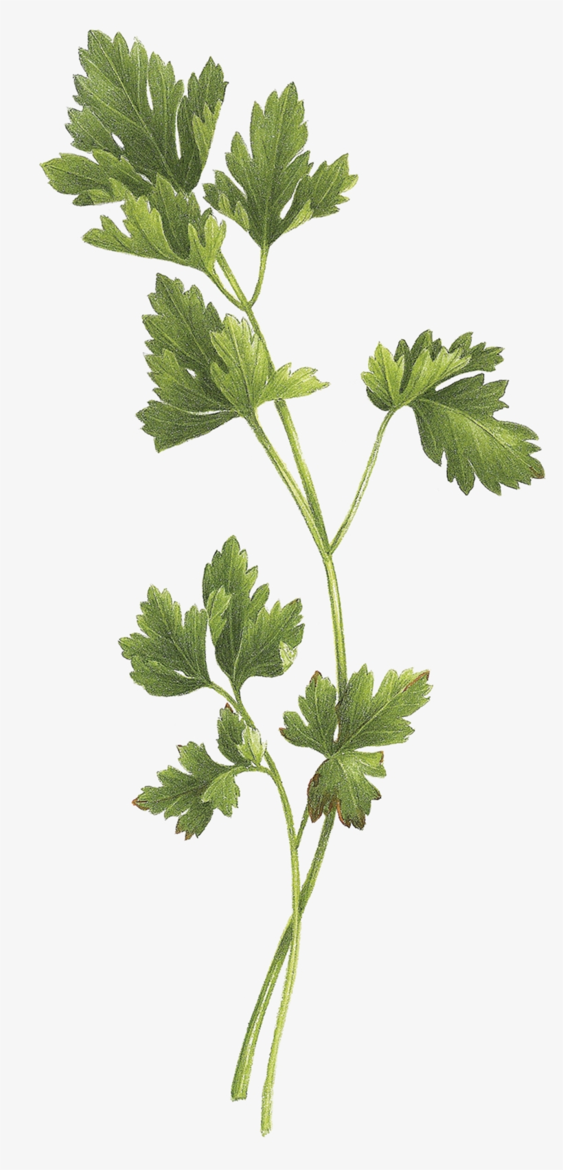 Parsley - Bouquet Garni, transparent png